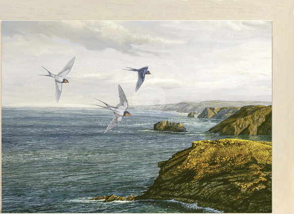 Image of Flying In ~ Swallows, Tintagel, looking towards Bude, North Cornish Coast